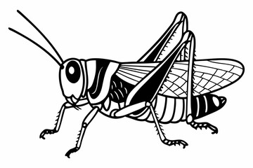 illustration of a grasshopper