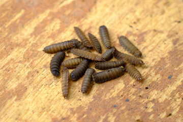 Black Soldier Fly Larvae (Hermetia illucens) or maggots are animals that are able to decompose organic waste, and are also commonly used as protein-rich animal feed.