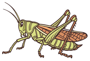 grasshopper on a white background