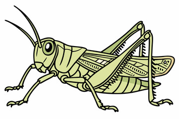grasshopper isolated on white background