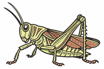 grasshopper on a white background