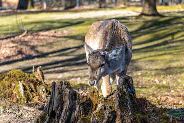 The fallow deer, Dama mesopotamica is a ruminant mammal