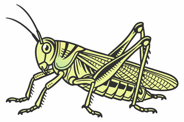 grasshopper on white background