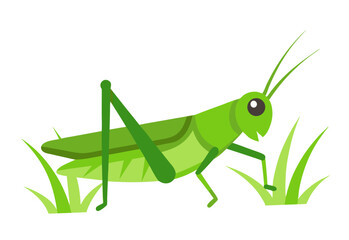 green grasshopper on a white background