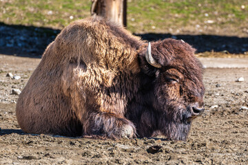 Fototapeta premium American buffalo known as bison, Bos bison in a german park