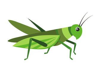green grasshopper isolated on white background