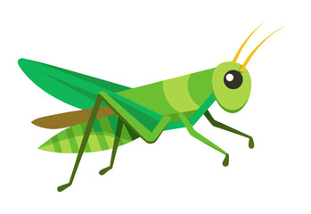 green grasshopper isolated on white