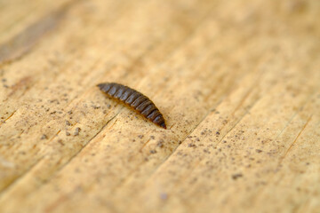 Black Soldier Fly Larvae (Hermetia illucens) or maggots are animals that are able to decompose organic waste, and are also commonly used as protein-rich animal feed.