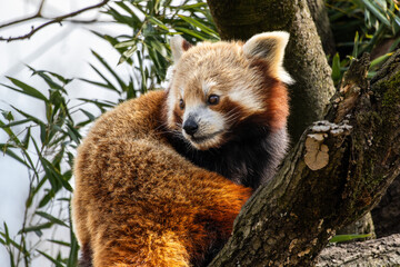 Fototapeta premium The red panda, Ailurus fulgens, also called the lesser panda.