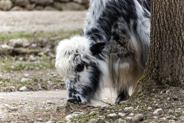 The domestic Yak, Bos mutus grunniens in a park