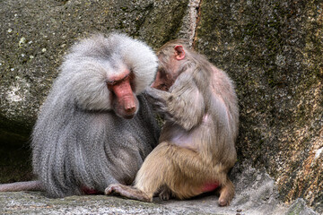 Hamadryas baboon, papio hamadryas, sitting together and grooming each other.