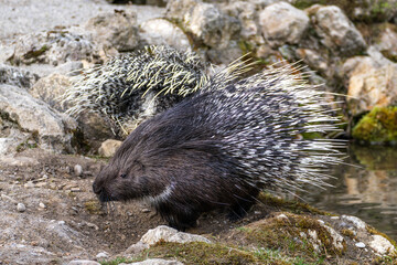 Indian crested Porcupine, Hystrix indica in a german nature park