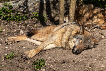 Fototapeta premium European Grey Wolf, Canis lupus in a german park