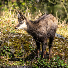 Apennine chamois, Rupicapra pyrenaica ornata, is living in Italy and Spain