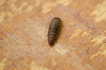 Black Soldier Fly Larvae (Hermetia illucens) or maggots are animals that are able to decompose organic waste, and are also commonly used as protein-rich animal feed.