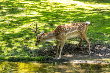 The fallow deer, Dama mesopotamica is a ruminant mammal