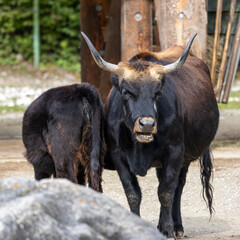 Heck cattle, Bos primigenius taurus or aurochs in a German park