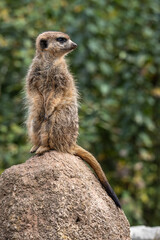 Meerkat, Suricata suricatta sitting on a stone and looking into the distance