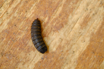 Black Soldier Fly Larvae (Hermetia illucens) or maggots are animals that are able to decompose organic waste, and are also commonly used as protein-rich animal feed.