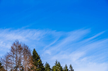 青空と木
