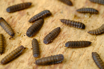 Black Soldier Fly Larvae (Hermetia illucens) or maggots are animals that are able to decompose organic waste, and are also commonly used as protein-rich animal feed.