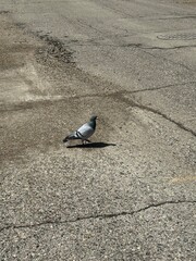 pigeon crossing the street