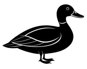 duck isolated on white background