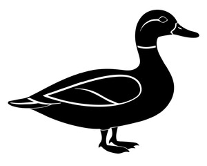 duck isolated on white background