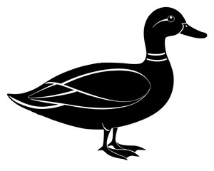 duck isolated on white background