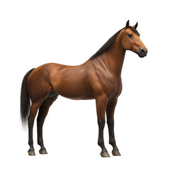 brown horse isolated 