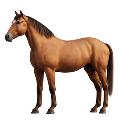Obraz premium brown horse isolated 
