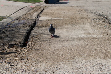pigeon down the street