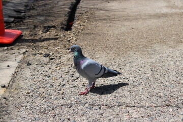pigeon on the neighborhood street