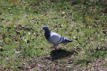 pigeon on the grass