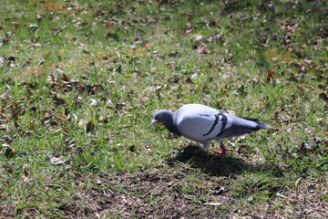 pigeon looking for worms