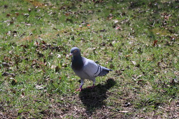 pigeon walking in the grass