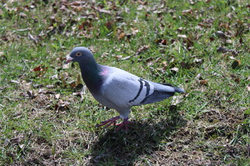 pigeon on the ground