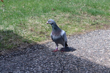pigeon in the city