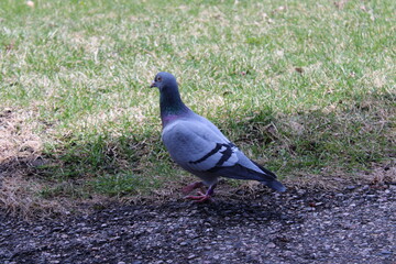 pigeon in the park
