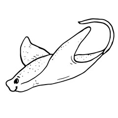 Sea stingray, a sketch in black and white ink. Vector illustration. A drawing of a marine animal, stingray, highlighted on a white background. Linear drawing of fish, the underwater world of the ocean