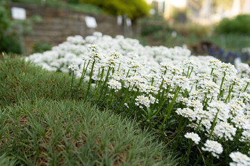 Green lawn with scattered white flowers in botanical garden, peaceful natural setting, spring or...