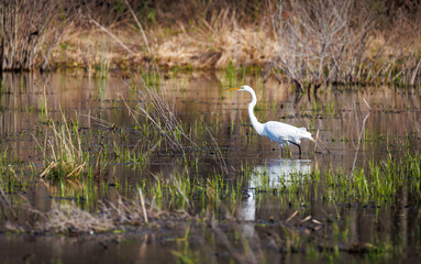 Great Egret wading in a pond