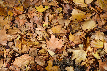 Ground covered with a layer of dry leaves in warm autumn tones