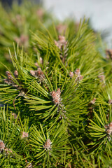 Dwarf black pine branch with bud (scientific name - Pinus nigra Bayo