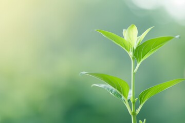 Fototapeta premium A fresh green plant sprouting, symbolizing growth and renewal, against a softly blurred background of natural hues.