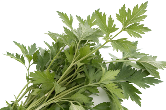 Artemisia vulgaris isolated on white background