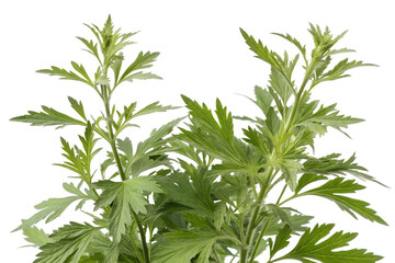 Obraz premium Artemisia vulgaris isolated on white background