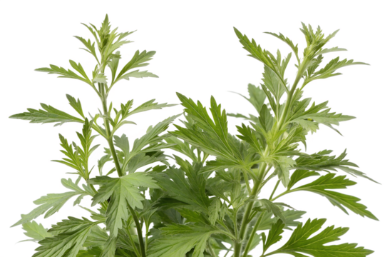 Artemisia vulgaris isolated on white background