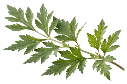 Artemisia vulgaris isolated on white background