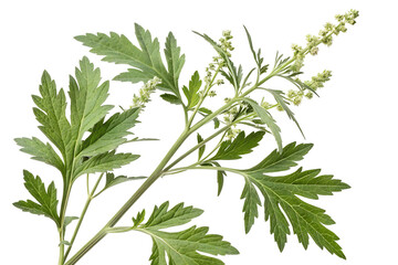 Artemisia vulgaris isolated on white background